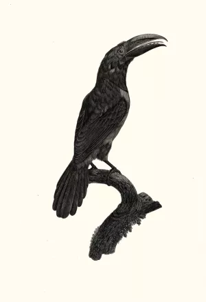 L'Aracari vert (verd), femelle by Jacques Barraband Oil Painting