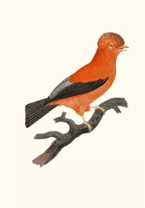 Le Coq de roche du Perou by Jacques Barraband Oil Painting
