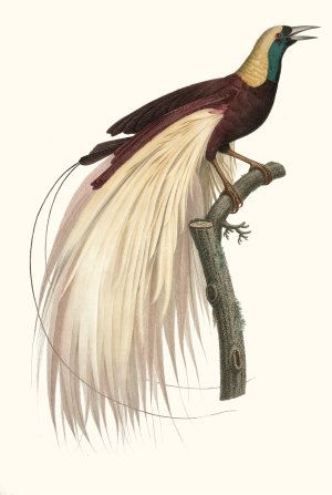 Le grand Oiseau de Paradis, emeraude, male by Jacques Barraband Oil Painting