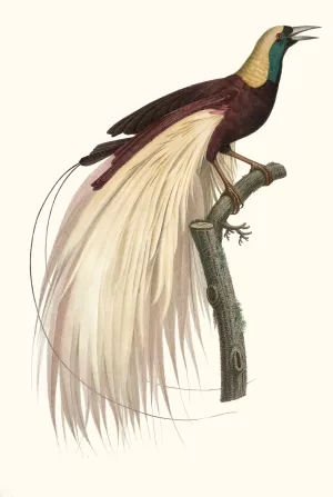 Le grand Oiseau de Paradis, emeraude, male by Jacques Barraband Oil Painting