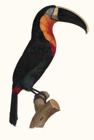 Le grand Tocan a gorge orange by Jacques Barraband Oil Painting