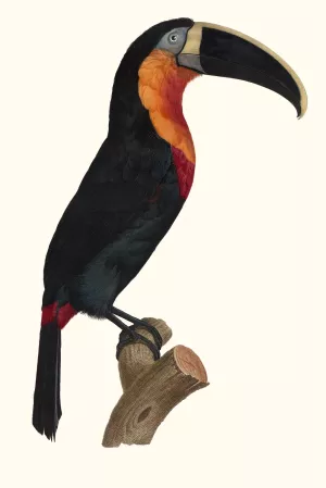 Le grand Tocan a gorge orange Oil painting by Jacques Barraband
