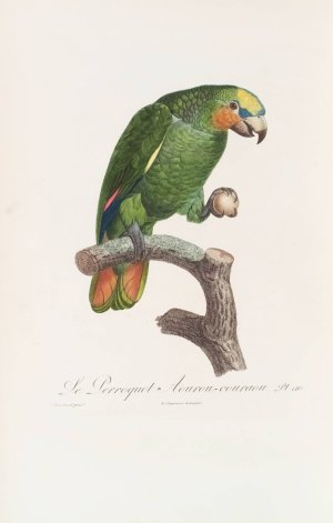 Le Perroquet Aourou Cauraou by Jacques Barraband Oil Painting