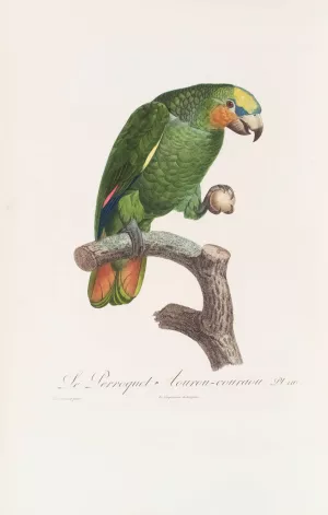 Le Perroquet Aourou Cauraou Oil painting by Jacques Barraband
