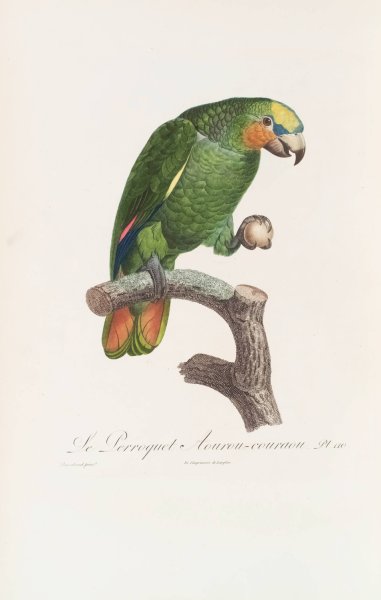 Le Perroquet Aourou Cauraou  by Jacques Barraband - Hand-Painted Oil Painting Reproduction
