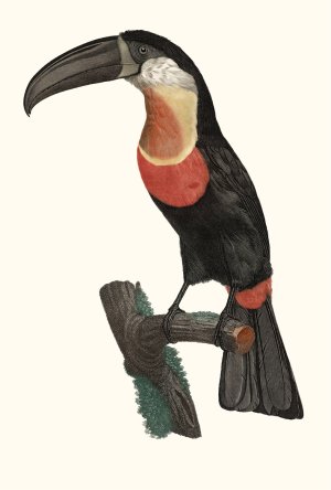 Le Pignancoin by Jacques Barraband Oil Painting