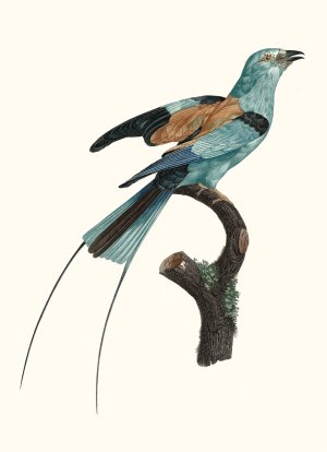 Le Rollier a long brins d'Afrique, male by Jacques Barraband Oil Painting