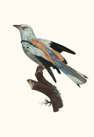 Le Rollier vulgaire, male by Jacques Barraband Oil Painting