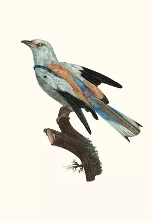 Le Rollier vulgaire, male by Jacques Barraband Oil Painting