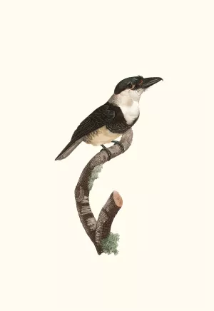 Le Tamatia a plastron noir Oil painting by Jacques Barraband