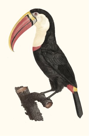 Le Tocan by Jacques Barraband Oil Painting
