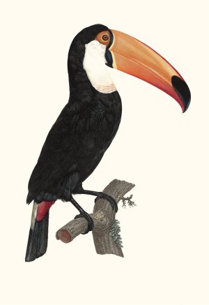 Le Toco by Jacques Barraband Oil Painting