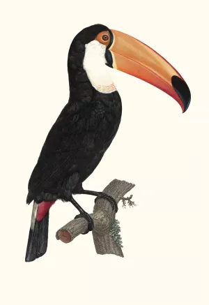 Le Toco by Jacques Barraband Oil Painting
