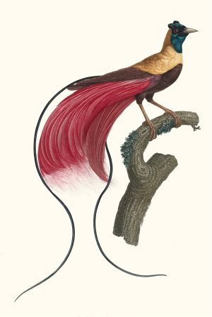 L'Oiseau de Paradis rouge by Jacques Barraband Oil Painting