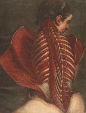 Myologie complette en couleur by Jacques Gautier Dagoty Oil Painting