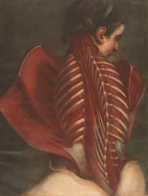 Myologie complette en couleur by Jacques Gautier Dagoty Oil Painting