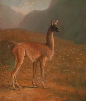 Guanaco Oil painting by Jacques-Laurent Agasse