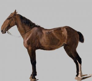 Portrait of a Horse Oil painting by Jacques-Laurent Agasse