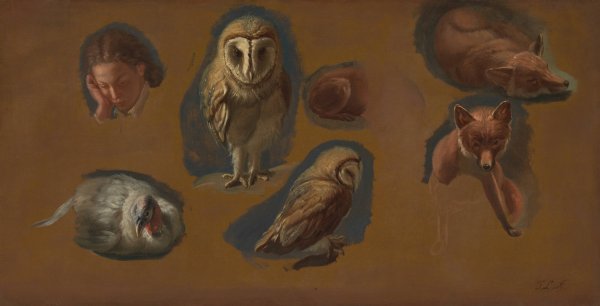 Studies of a Fox, a Barn Owl, a Peahen, and the Head of a Young Man  by Jacques-Laurent Agasse - Hand-Painted Oil Painting Reproduction