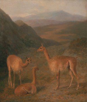 Vicunas by Jacques-Laurent Agasse Oil Painting
