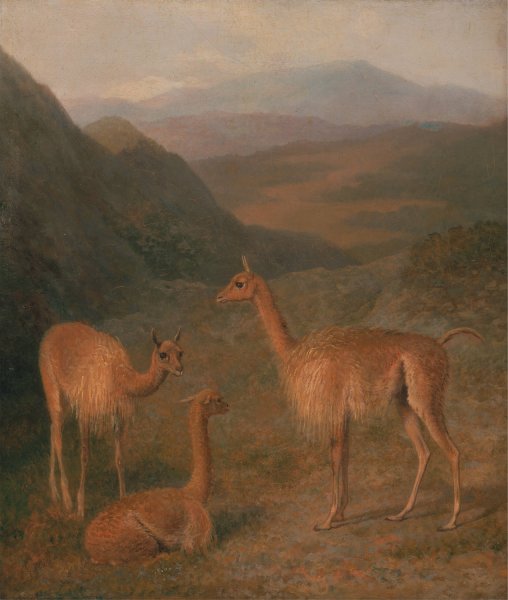 Vicunas  by Jacques-Laurent Agasse - Hand-Painted Oil Painting Reproduction