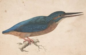 A Kingfisher on a Branch by Jacques Le Moyne De Morgues Oil Painting