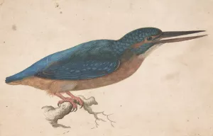 A Kingfisher on a Branch by Jacques Le Moyne De Morgues Oil Painting