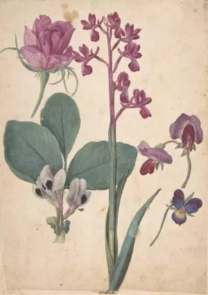 A Sheet of Studies of Flowers; A Rose, a Heartsease, a Sweet Pea, a Garden Pea, and a Lax-flowered Orchid by Jacques Le Moyne De Morgues Oil Painting