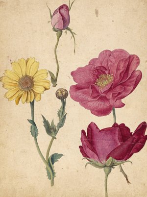 A Sheet of Studies with French Roses and an Oxeye Daisy by Jacques Le Moyne De Morgues Oil Painting