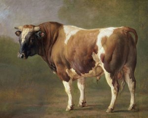 Study of a Bull by Jacques-Raymond Brascassat Oil Painting
