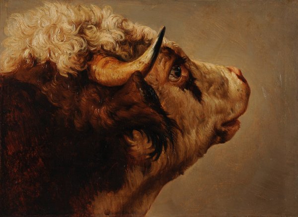 Tete de vache by Jacques-Raymond Brascassat - Hand-Painted Oil Painting Reproduction