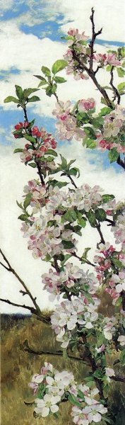 Apple Blossoms