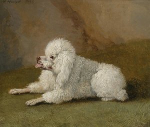 Portrat Eines Pudels by Jakob Philipp Hackert Oil Painting
