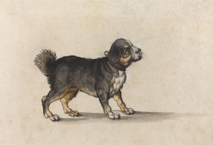 A Mastiff with a Gold-Tooled Collar by Jakob Walther Oil Painting