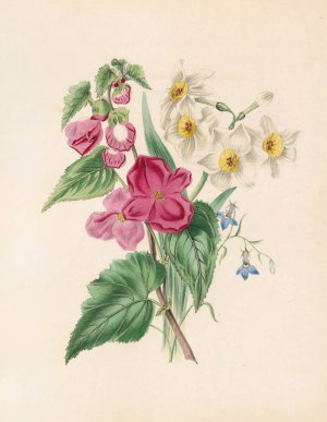 Bignonia Martiana, Narcissus, And Blue Lobelia by James Ackerman Oil Painting