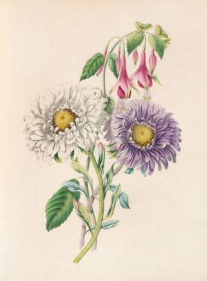 China-Aster And Fuchsia by James Ackerman Oil Painting