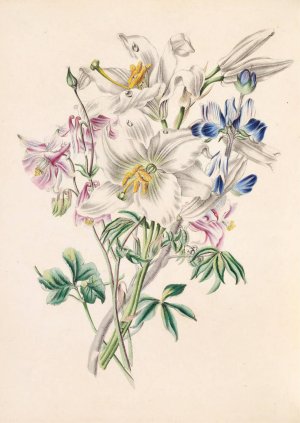 Columbine, White Lily And Lupine by James Ackerman Oil Painting