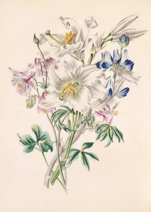 Columbine, White Lily And Lupine by James Ackerman Oil Painting