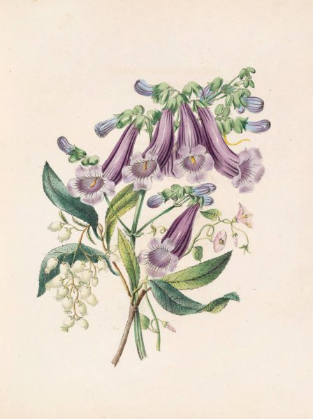 Jacaranda, Tormantosa And Arbutus  by James Ackerman - Hand-Painted Oil Painting Reproduction