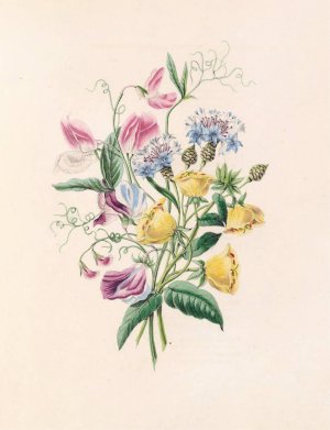 Sweet Pea, Bluebottle Centaury, And Evening Primrose by James Ackerman Oil Painting