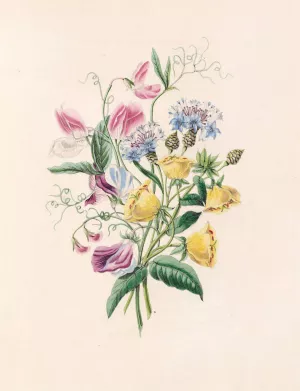 Sweet Pea, Bluebottle Centaury, And Evening Primrose Oil painting by James Ackerman