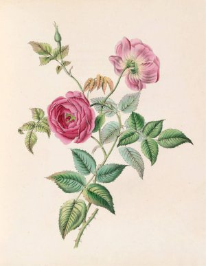The Rose by James Ackerman Oil Painting