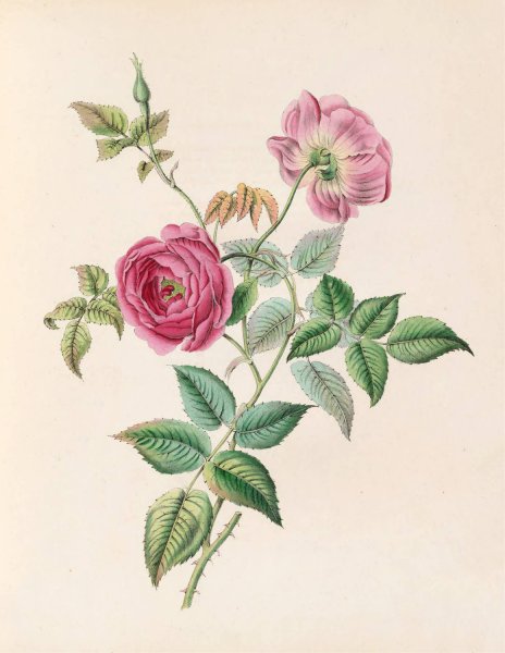 The Rose  by James Ackerman - Hand-Painted Oil Painting Reproduction