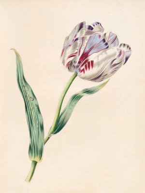 The Tulip by James Ackerman Oil Painting