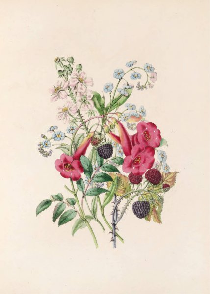 Trumpet-Flower, Forget-Me-Not, And Raspberry  by James Ackerman - Hand-Painted Oil Painting Reproduction
