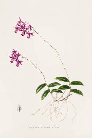 Barkeria Lindleyana by James Bateman Oil Painting