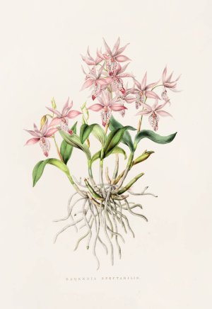 Barkeria Spectabilis by James Bateman Oil Painting