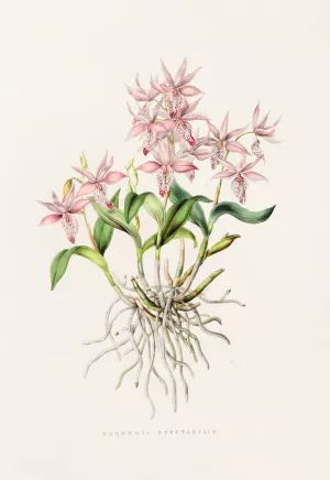 Barkeria Spectabilis by James Bateman Oil Painting
