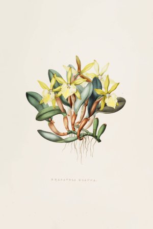 Brasavola Glauca by James Bateman Oil Painting
