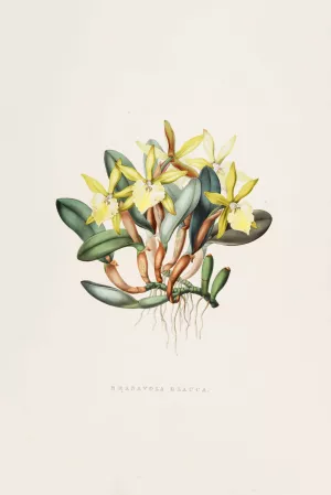 Brasavola Glauca Oil painting by James Bateman